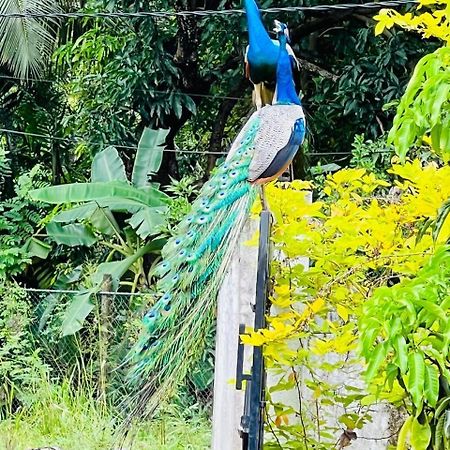 Nil Arana Resort Polonnaruwa Luaran gambar